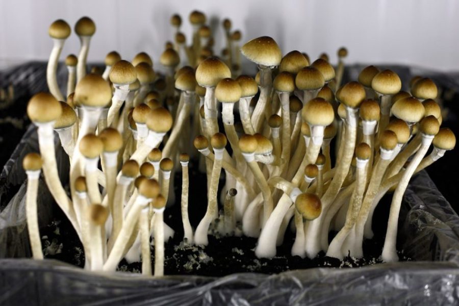 The best places to get the popular Magic mushrooms detriot?