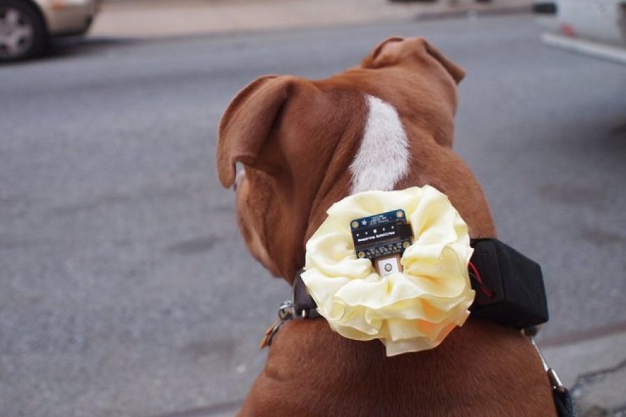 Does a gps dog collar give dog owners some advantage?