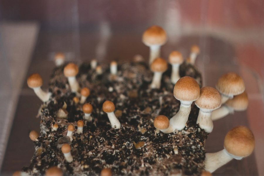 Secret fresh mushrooms and what to know about the issue