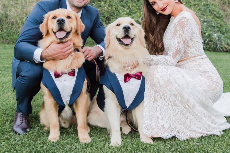 Dog wedding Attire: Dog Outfit Ideas for Dog weddings