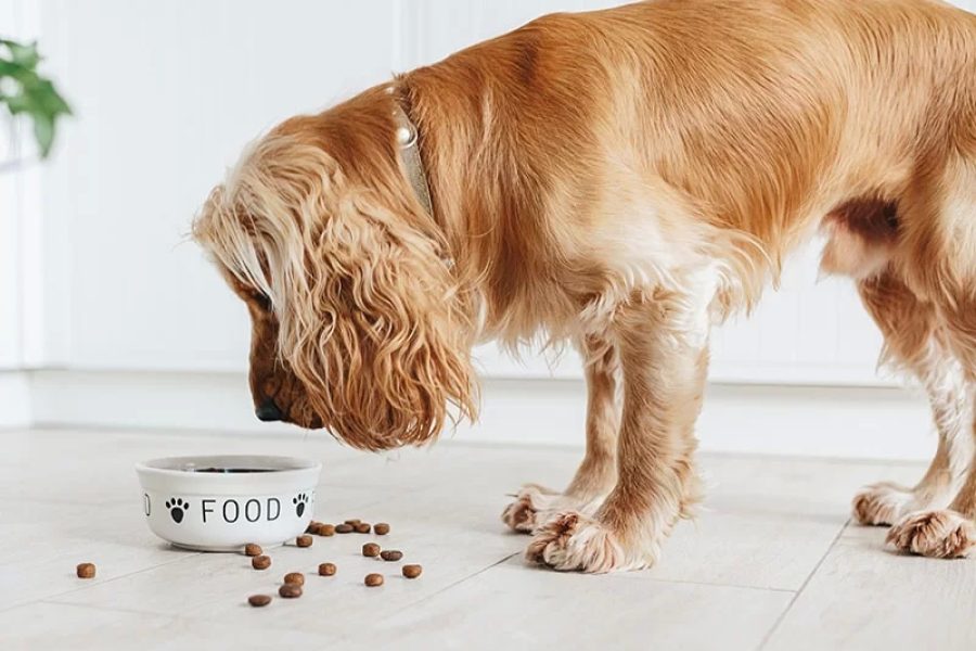 What is The Ideal Diet for Your Dogs?